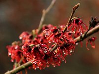 Hamamelis Diane 2016 01 23 9144